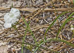 Coastalplain dawnflower